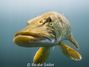Northern pike by Beate Seiler 